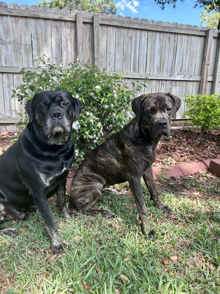 Explore the Best Pet-Friendly Parks in Brandon, FL detail